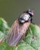 Calliopum sp.